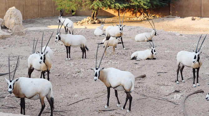 Al Wabra - Arabian Oryx _5120-670px