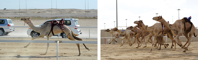 Camel Race - 670px