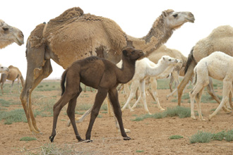 Camel and baby camel-330px