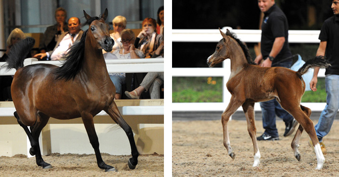 (left) Aswar Al Shaqab (Kahil Al Shaqab x Hathfa Al Shaqab), and (right) Filly (Kahil Al Shaqab x QR Annah Ferrari)