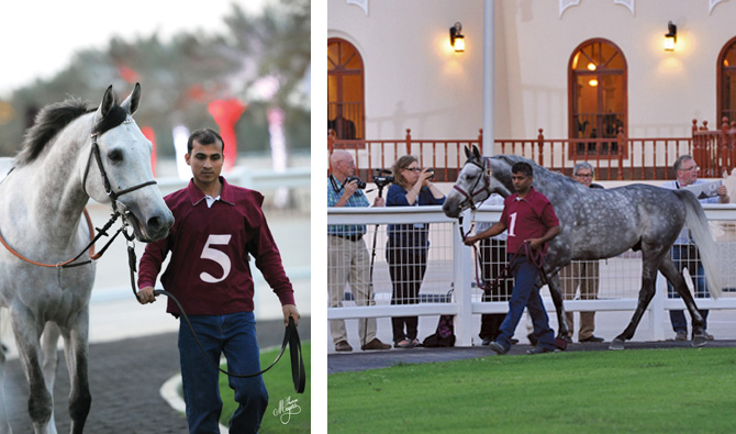 Race horse parade at Umm Qarn Stud