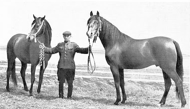 71 years ago this month, Janów Podlaski's groom Jan Ziniewicz was responsible for saving the stallions Witraz and Wielki Szlem during the Allied fire-bombing of Dresden. In this later photo he is shown holding the stallions Almifar (grandson of Witraz) and Czort (son of Wielki Szlem).