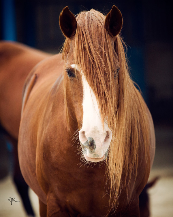 Bahraini Stallion Mlolshaan Marhoob