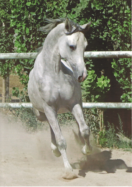 Kalken, 2015 WAHO Trophy Winner of Kazakhstan