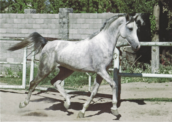 Kalken, 2015 WAHO Trophy Winner of Kazakhstan