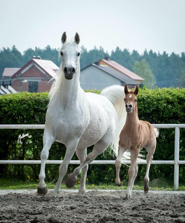 2016 WAHO Trophy Winner for Poland: Emandoria, picture taken in 2015 with her filly at foot.