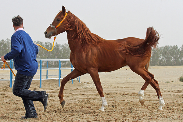 Hamdaany Shaheen