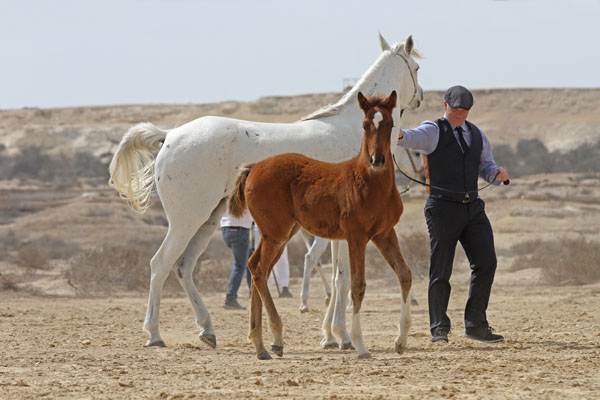 Jellabieh Malaha (foal)