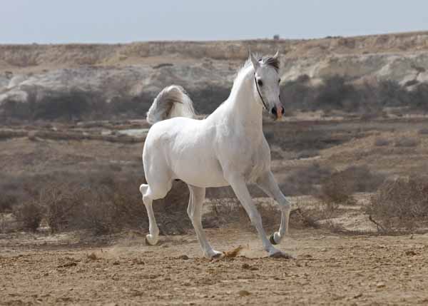 Kuhailaan Aladiyat Dami