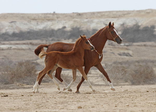 Kuheilat Aladiyat Wasamah