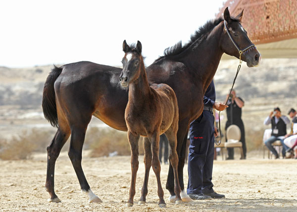 Mlolesh Samra (foal)