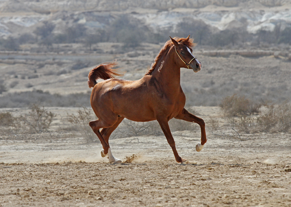 Musannaan Al Sabah